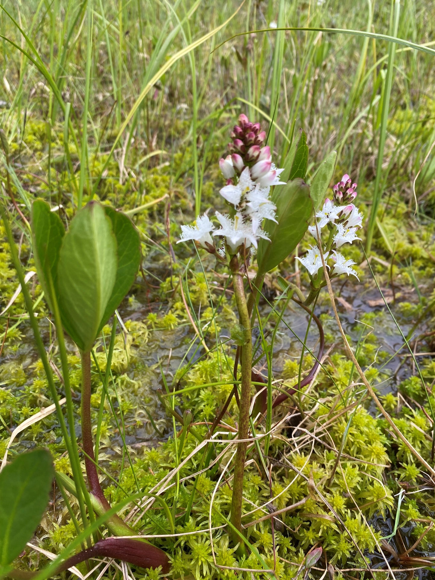 Buckbean, Bog Bean, Marsh Trefoil (Menyanthes trifoliata)