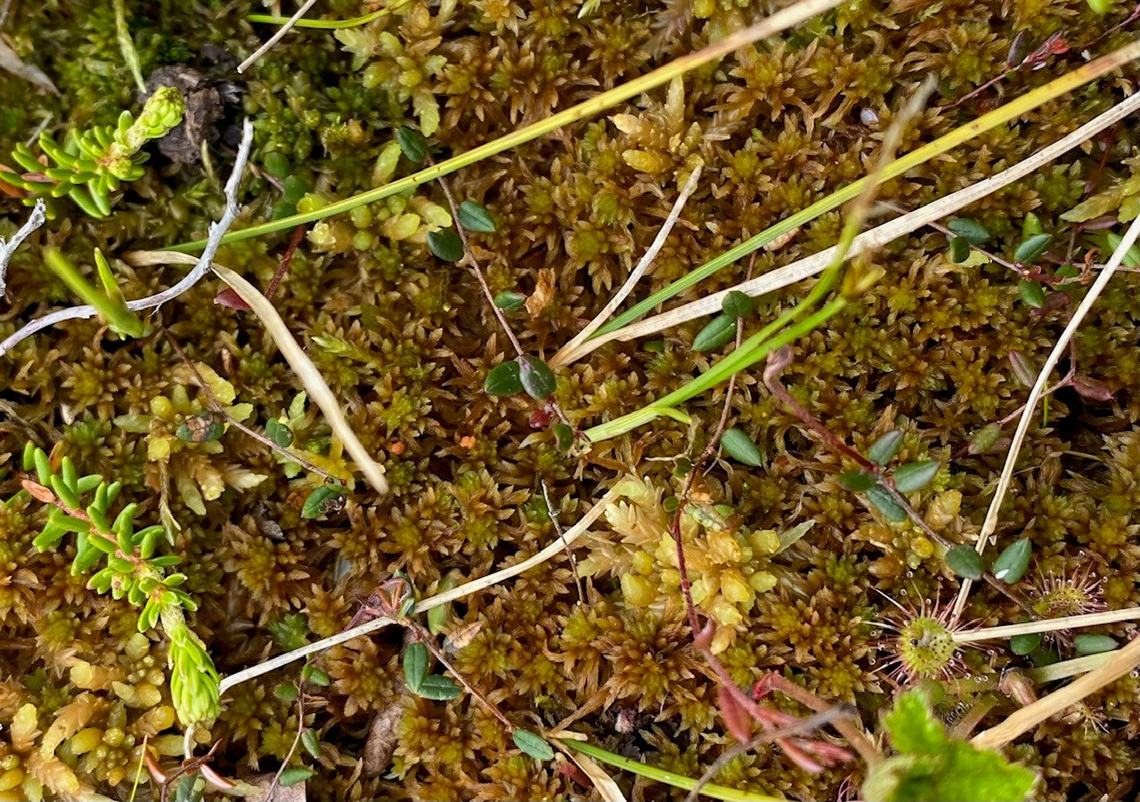 Sphagnum Moss - Mixed Brown, Red, and Green