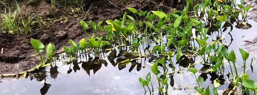 Water Dragon, Bog Arum or Wild Calla Lily (Calla palustris)