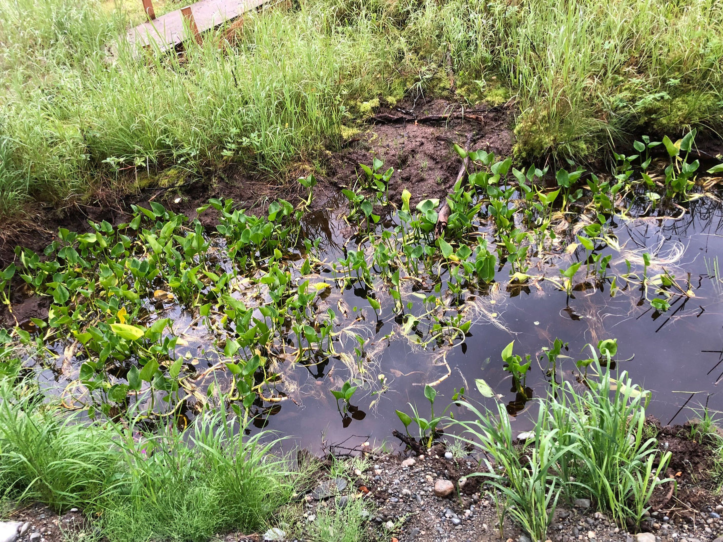 Water Dragon, Bog Arum or Wild Calla Lily (Calla palustris)