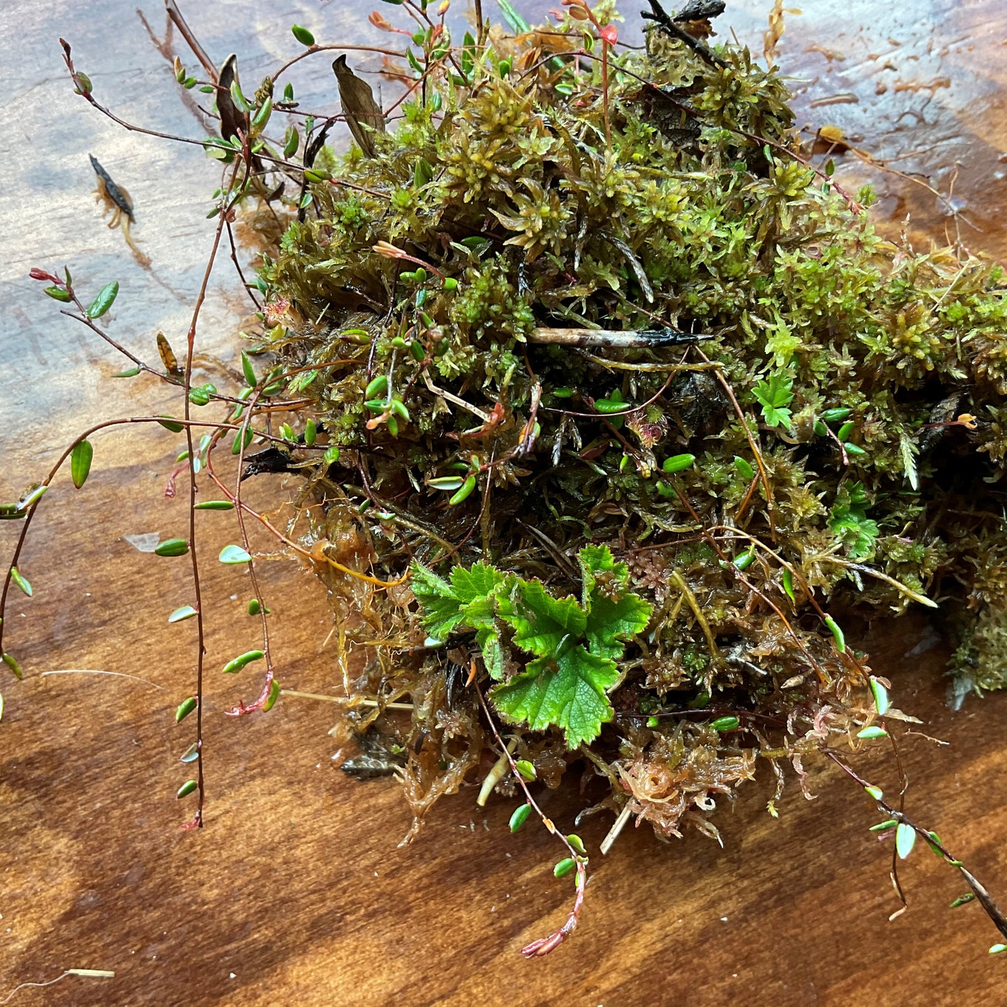 Mixed brown red and green sphagnums with Bog Cranberry trailing stems with tiny leaves.