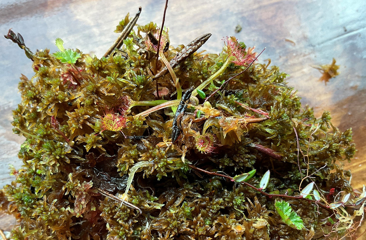 Sphagnum Moss - Mixed Brown, Red, and Green