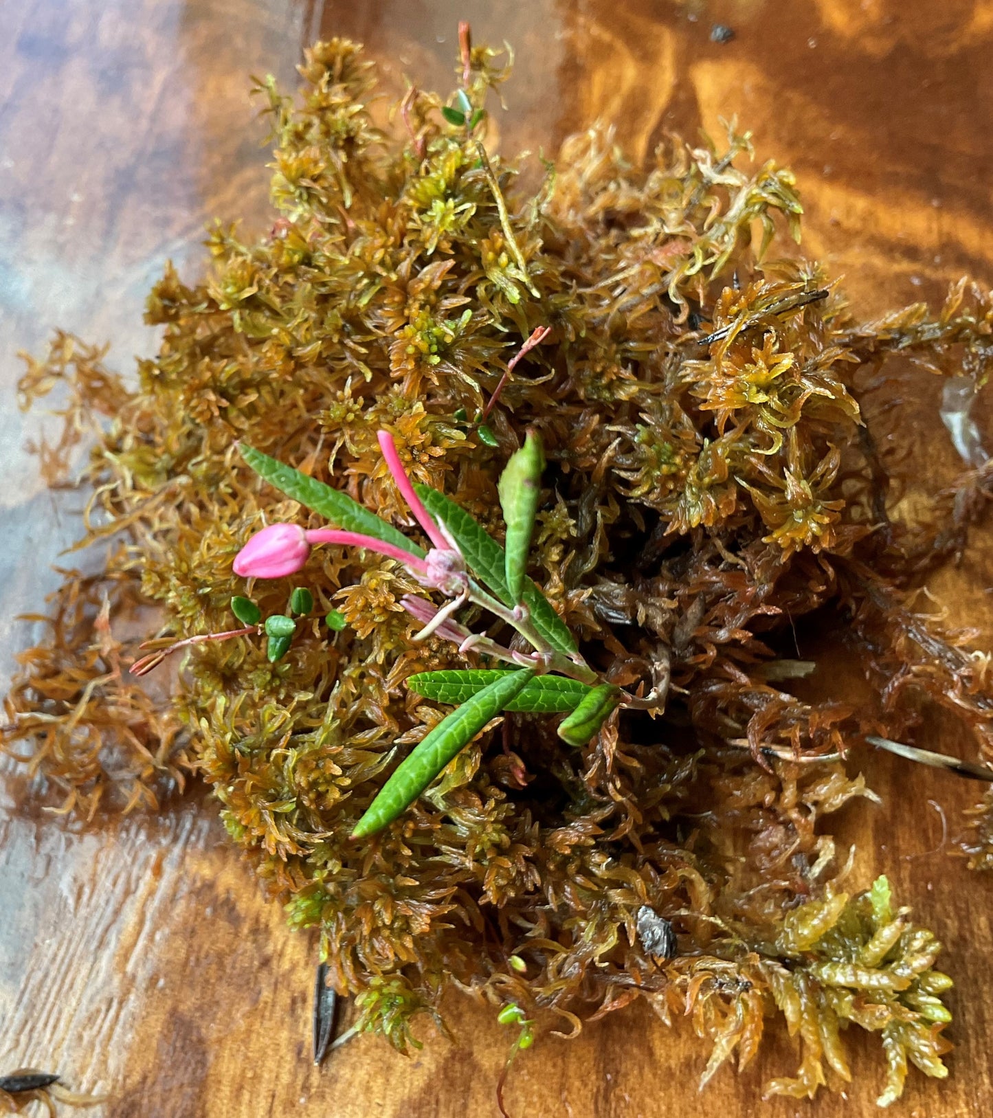 Sphagnum Moss - Mixed Brown, Red, and Green