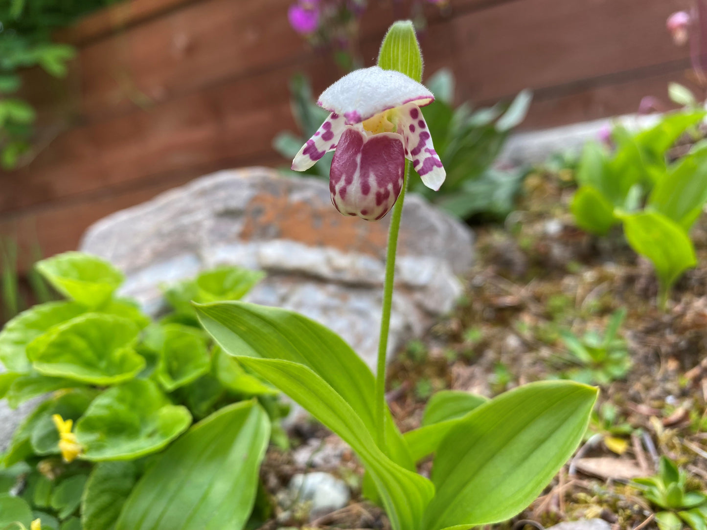 Spotted Lady Slipper Orchid (Cypripedium guttatum)