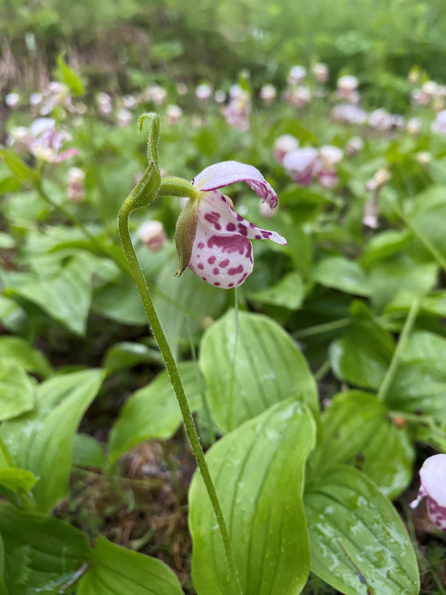 Spotted Lady Slipper Orchid (Cypripedium guttatum)