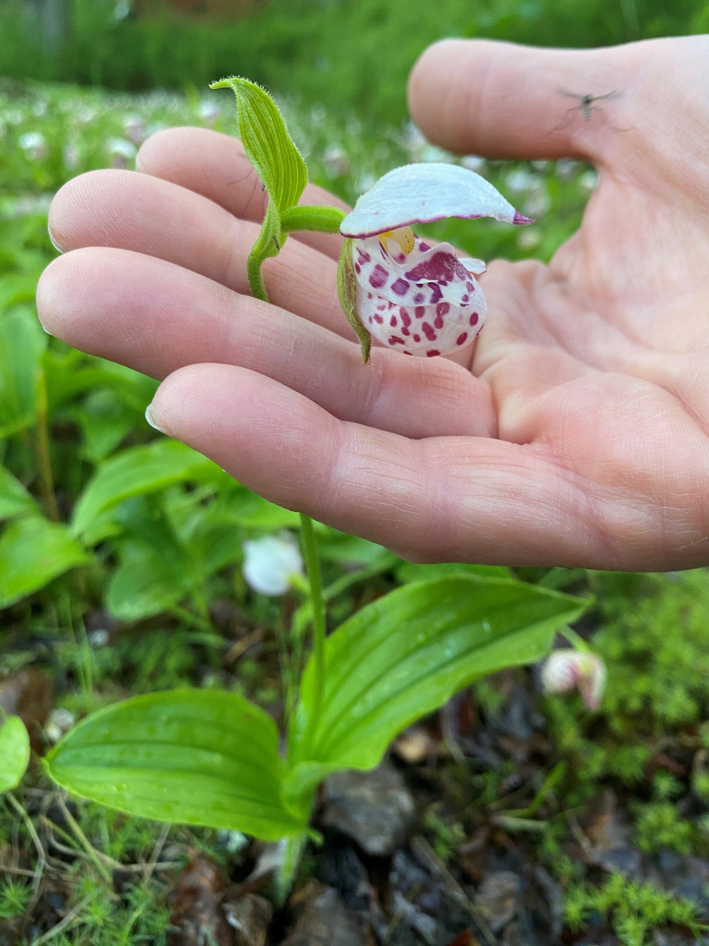 Spotted Lady Slipper Orchid (Cypripedium guttatum)