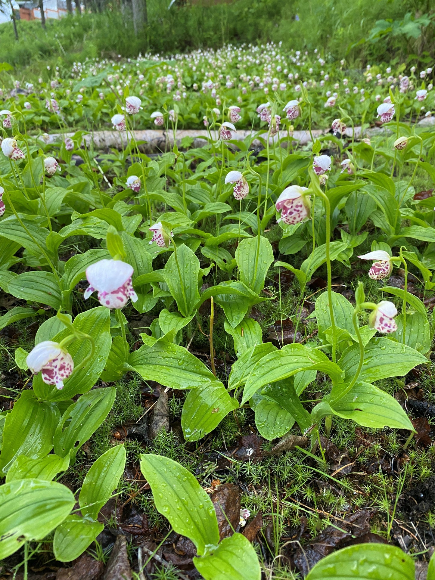 Spotted Lady Slipper Orchid (Cypripedium guttatum)