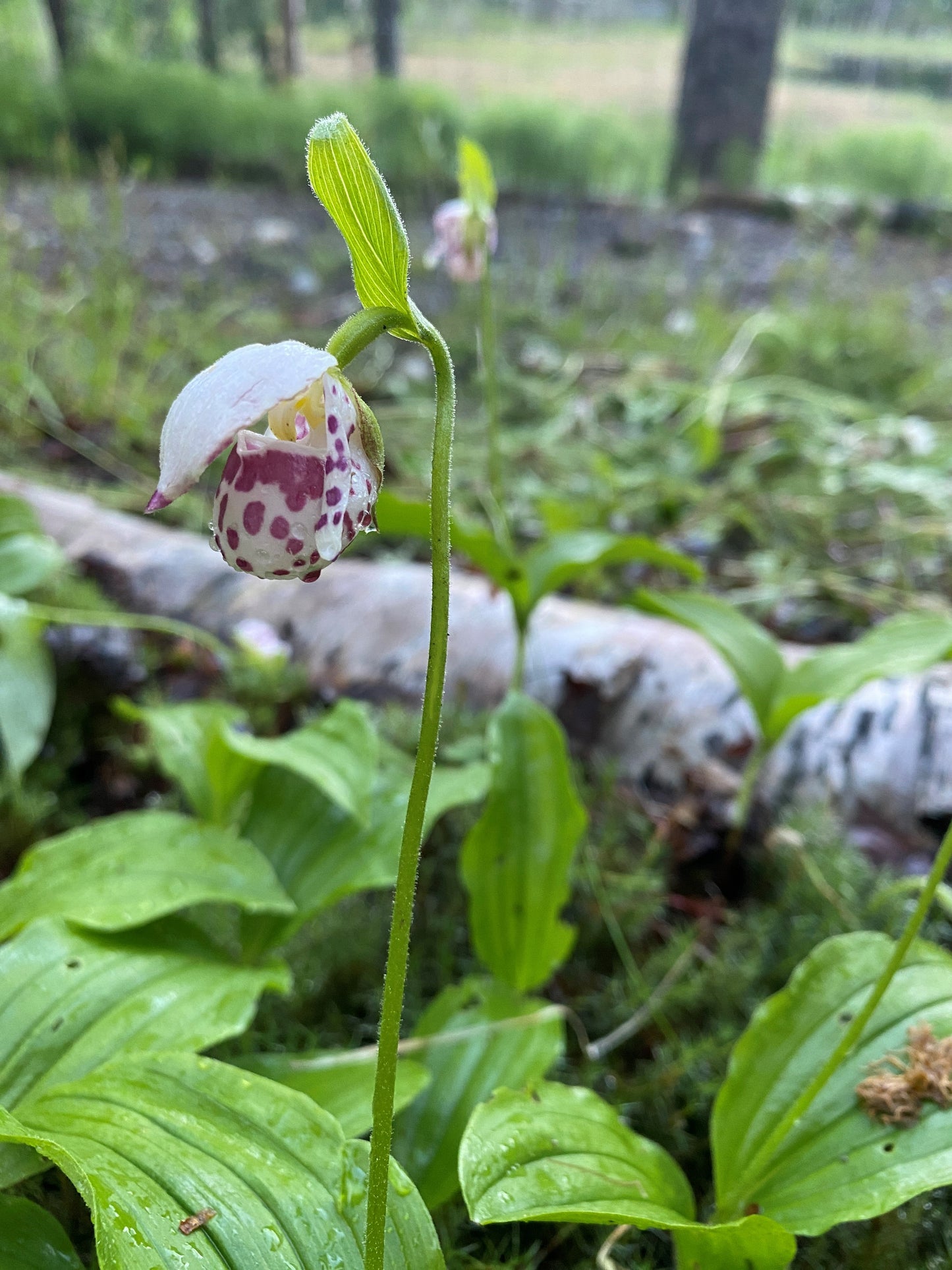 Spotted Lady Slipper Orchid (Cypripedium guttatum)