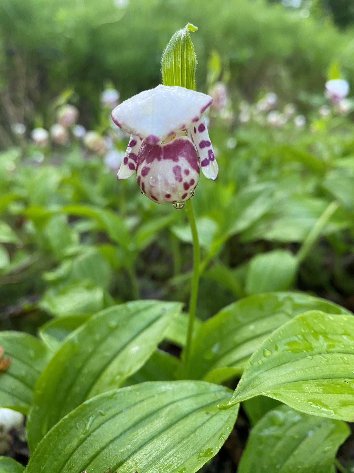 Spotted Lady Slipper Orchid (Cypripedium guttatum)