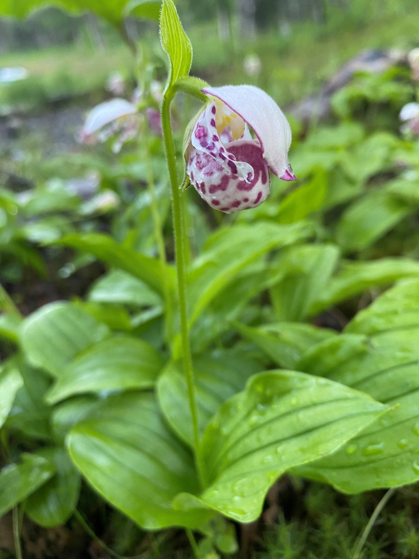 Spotted Lady Slipper Orchid (Cypripedium guttatum)