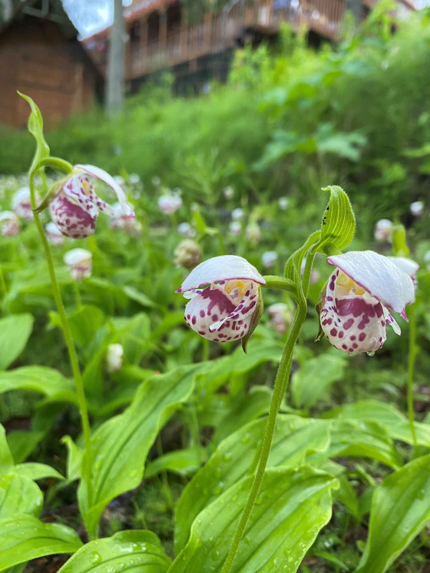 Spotted Lady Slipper Orchid (Cypripedium guttatum)