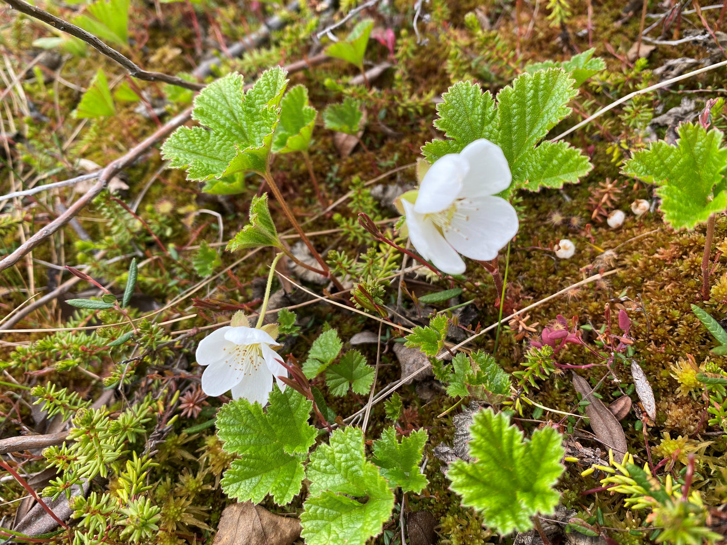 Sphagnum Moss - Mixed Brown, Red, and Green