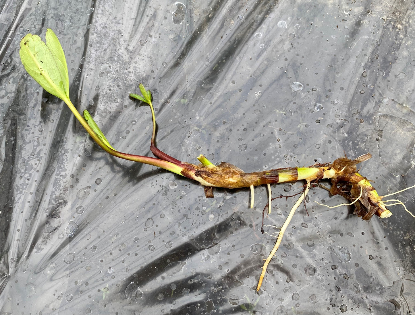 Buckbean, Bog Bean, Marsh Trefoil (Menyanthes trifoliata)