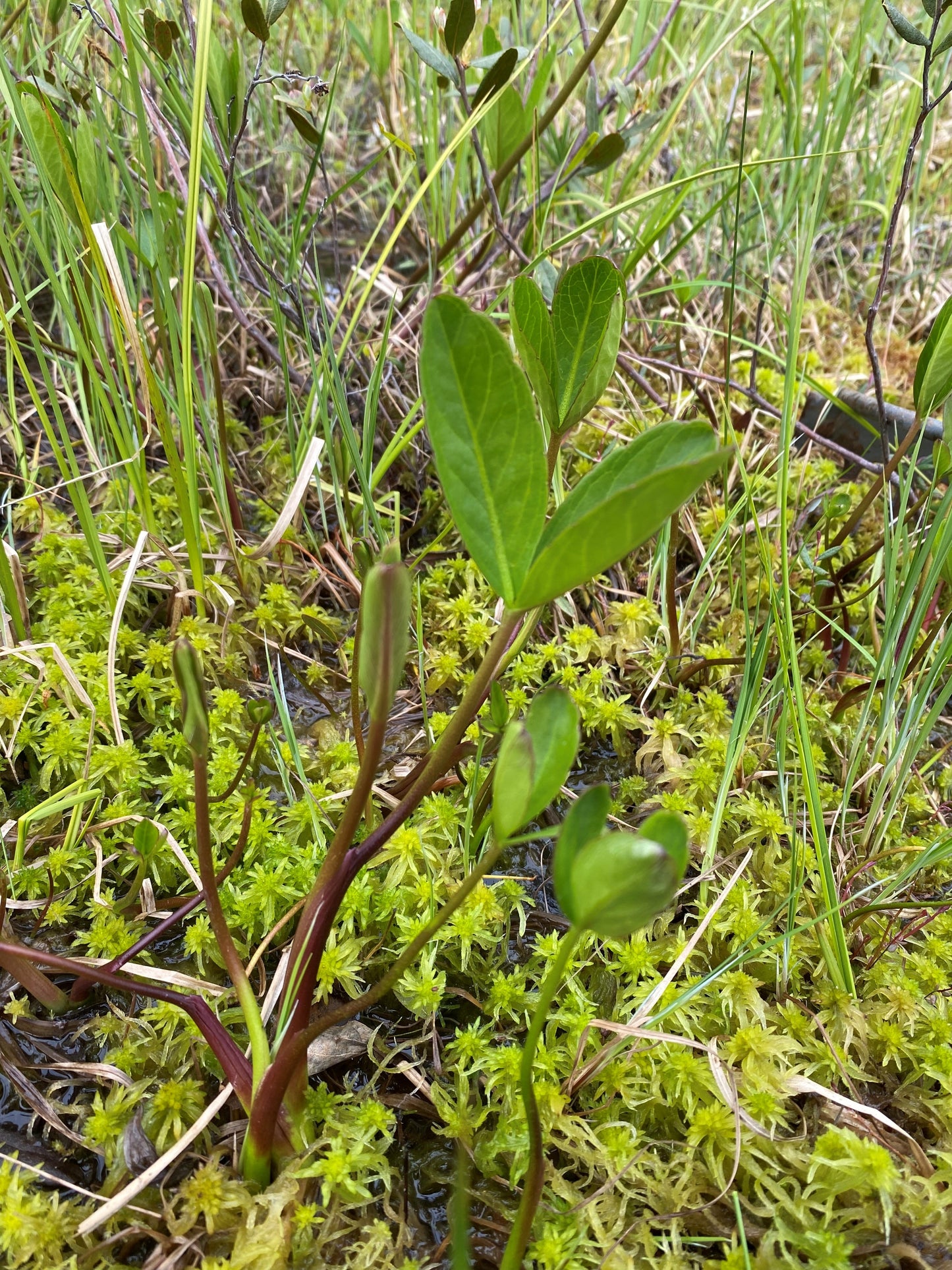 Buckbean, Bog Bean, Marsh Trefoil (Menyanthes trifoliata)