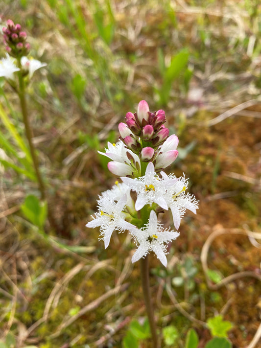 Buckbean, Bog Bean, Marsh Trefoil (Menyanthes trifoliata)