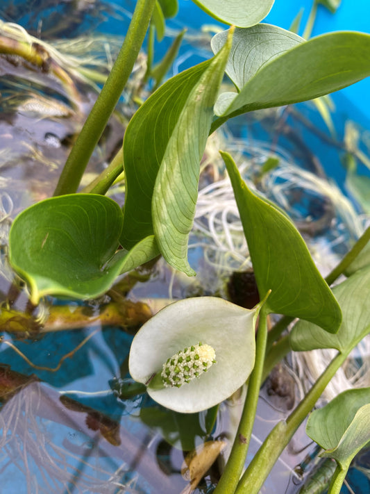 Water Dragon, Bog Arum or Wild Calla Lily (Calla palustris)