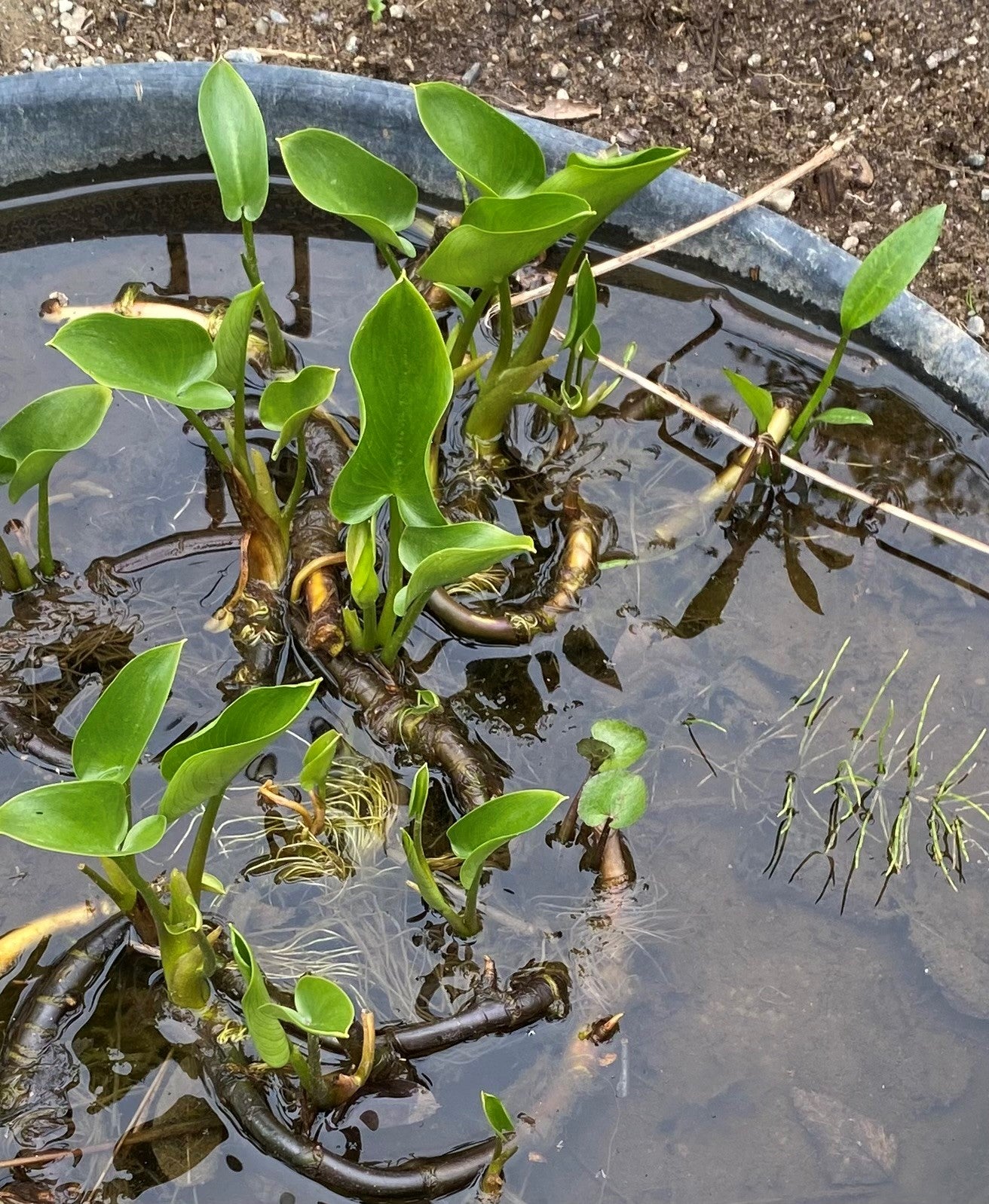 Water Dragon, Bog Arum or Wild Calla Lily (Calla palustris)