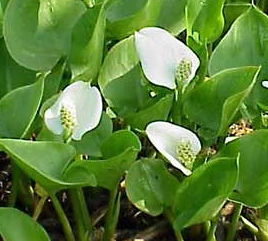 Water Dragon, Bog Arum or Wild Calla Lily (Calla palustris)