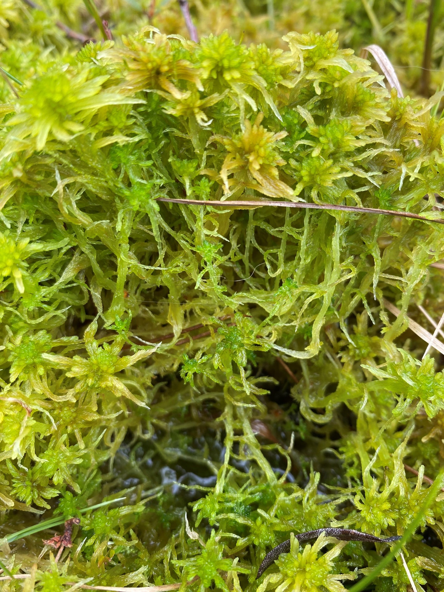 Sphagnum Moss - Aquatic Green