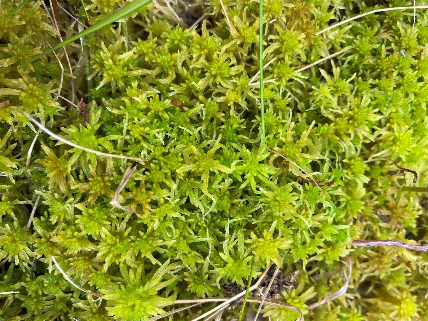 Sphagnum Moss - Aquatic Green