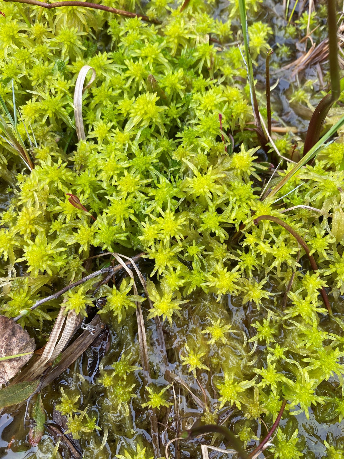 Sphagnum Moss - Aquatic Green