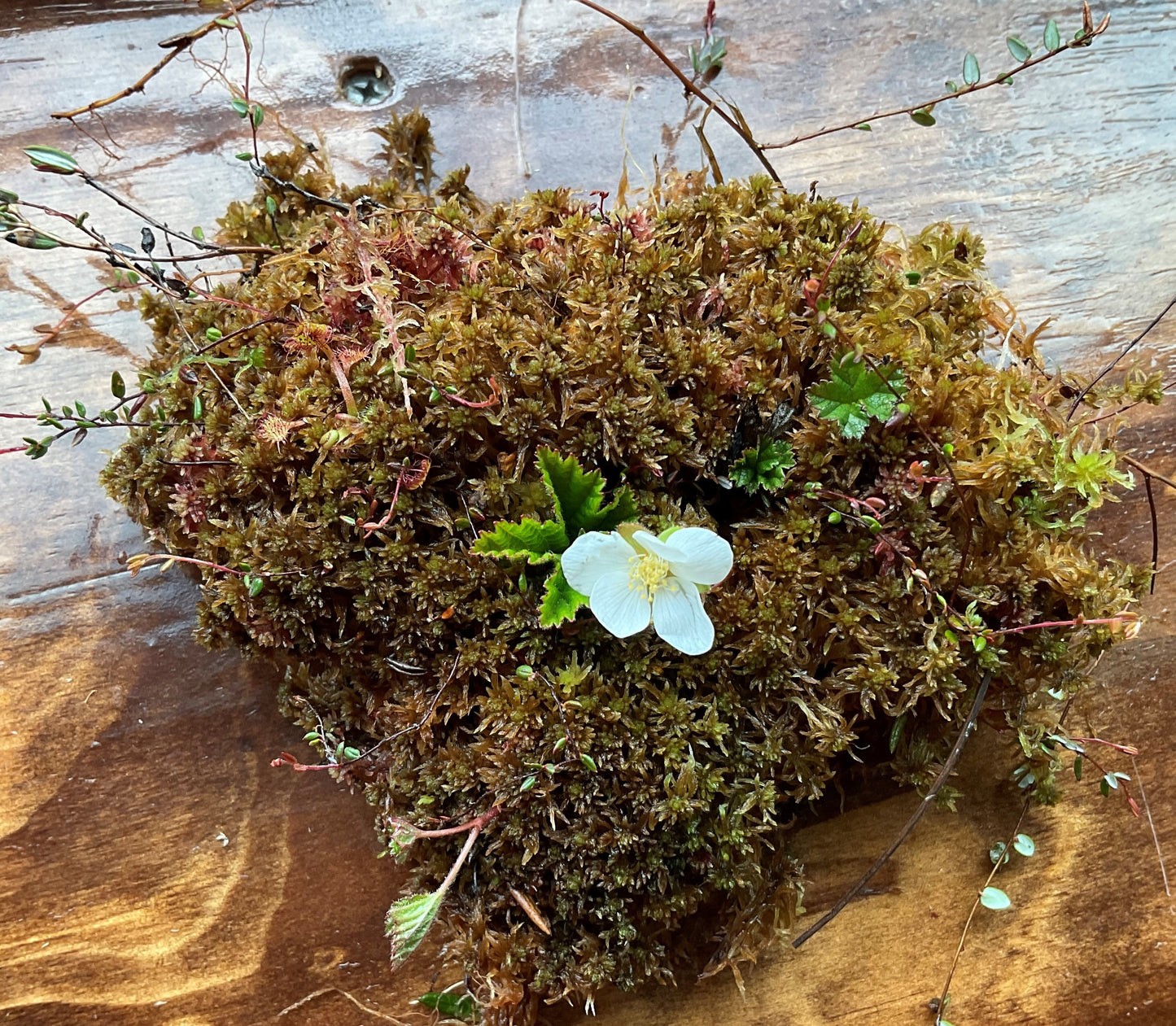 Sphagnum Moss - Mixed Brown, Red, and Green