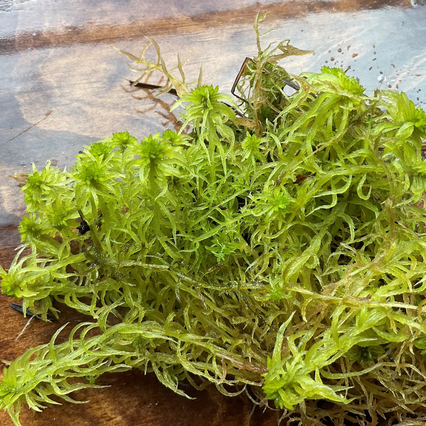 Sphagnum Moss - Aquatic Green