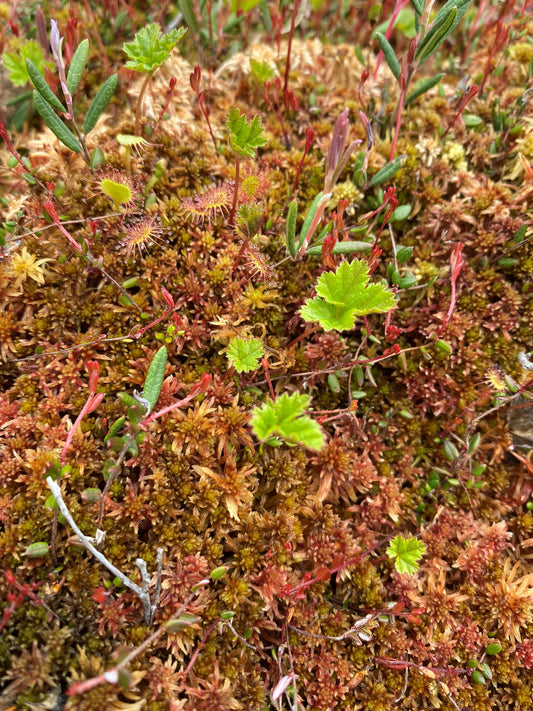 Sphagnum Moss - Mixed Brown, Red, and Green